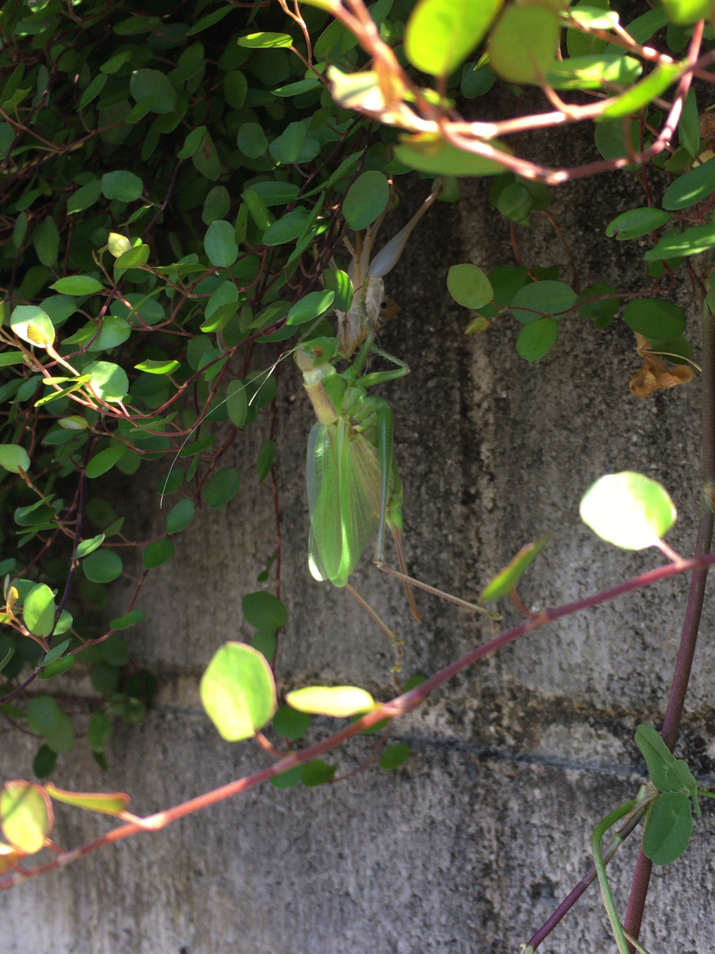 初夏のお庭