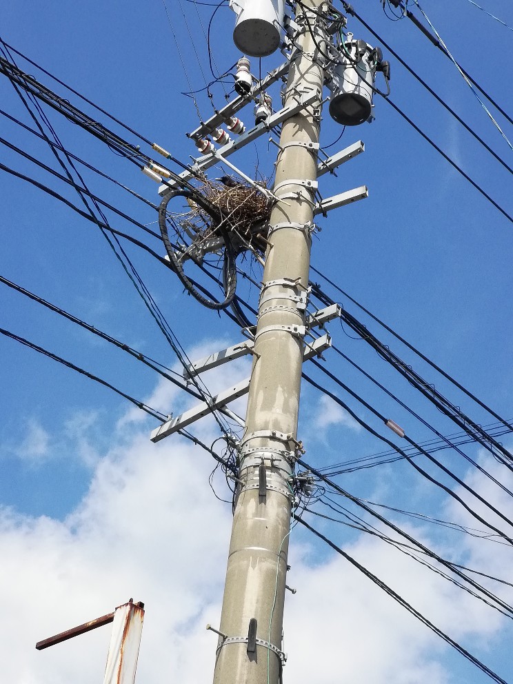 天然記念物のおうち