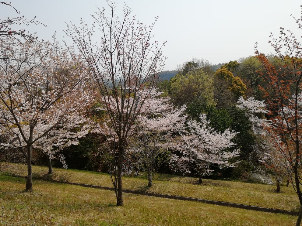 お花見